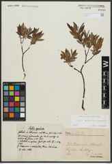 Foto von Salix arbuscula L. x Salix lapponum L.